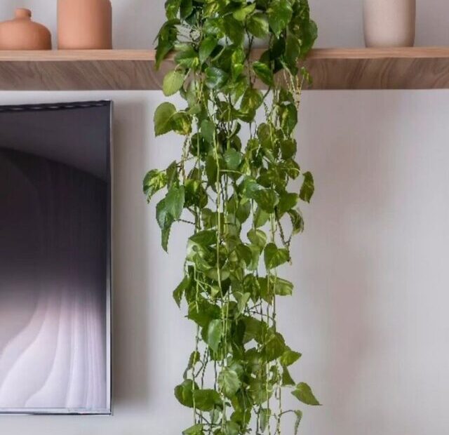 cropped-decorar-sala-com-plantas-14.jpeg