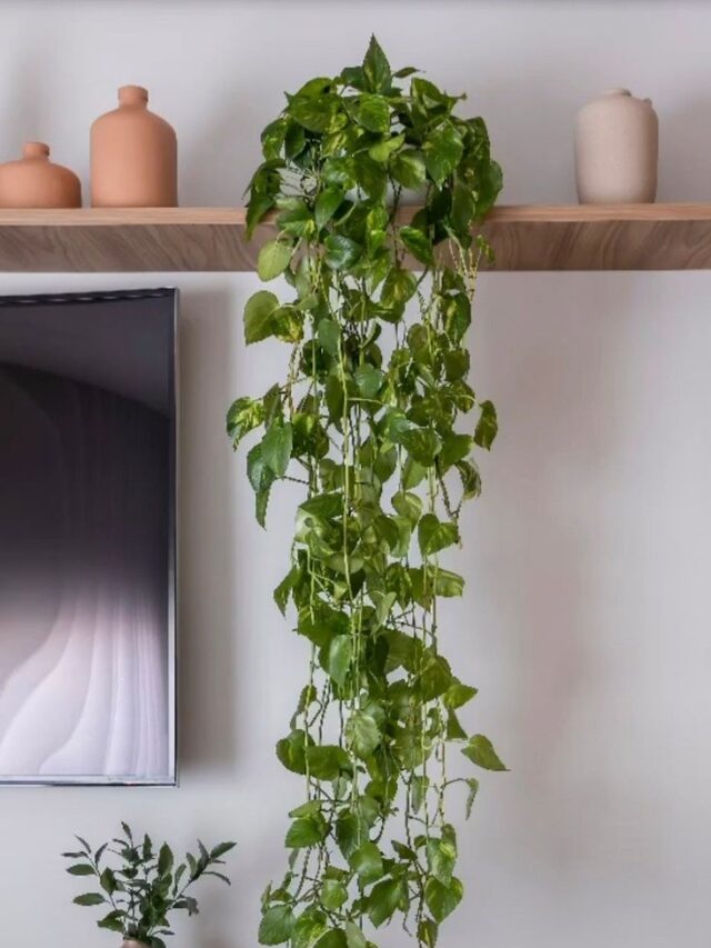 7 dicas de como decorar sala com plantas que você não sabe