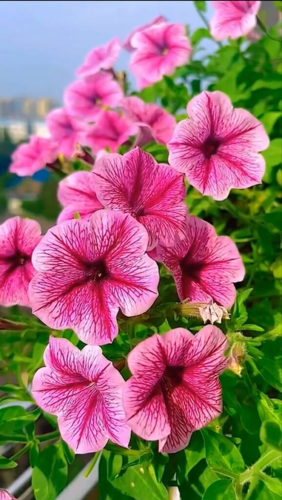 paisagismo-na-varanda-petunia